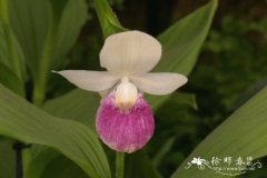 '沃尔特'黄花杓兰Cypripedium reginae 'Walter'