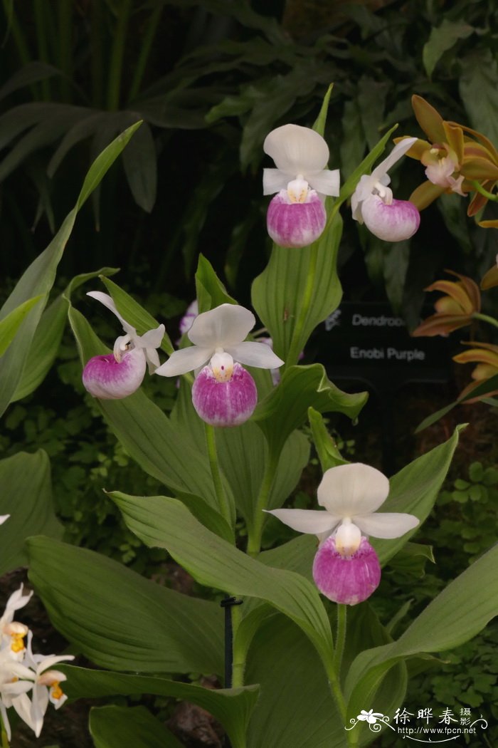 '沃尔特'黄花杓兰Cypripedium reginae 'Walter'