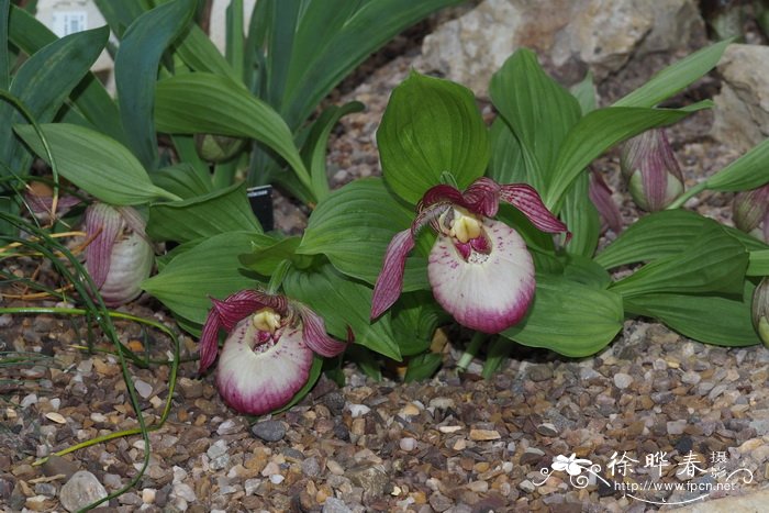 '萨宾'杓兰Cypripedium Sabine