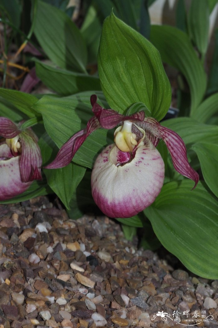 '萨宾'杓兰Cypripedium Sabine