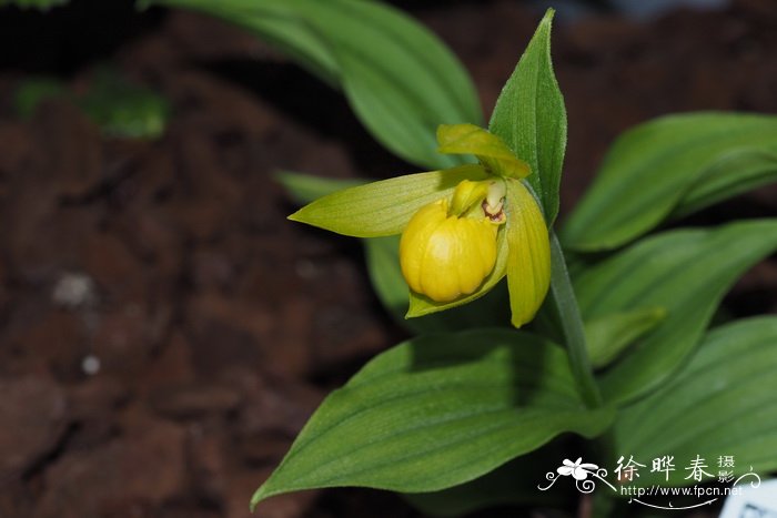 宝岛杓兰Cypripedium segawae