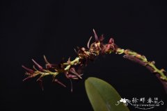 毛唇石豆兰Bulbophyllum barbigerum