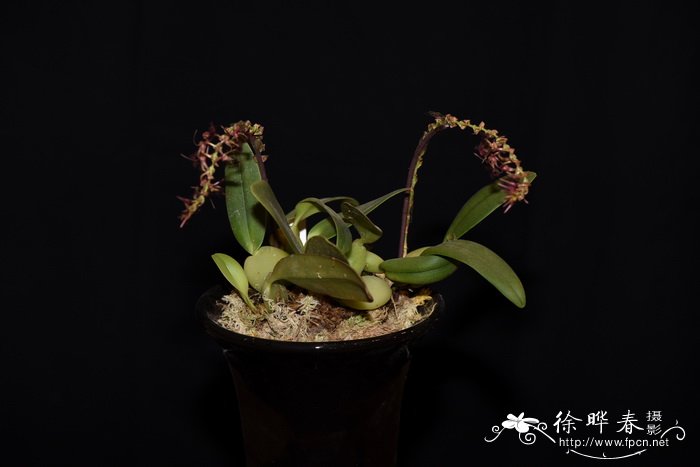 毛唇石豆兰Bulbophyllum barbigerum