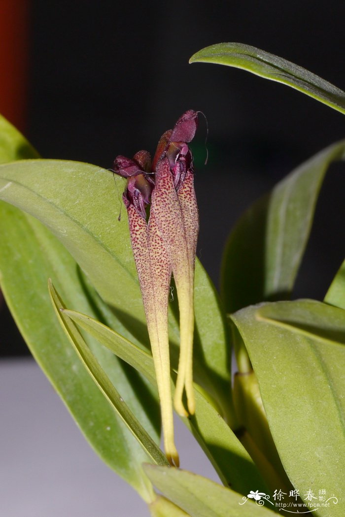 Bulbophyllum biflorum