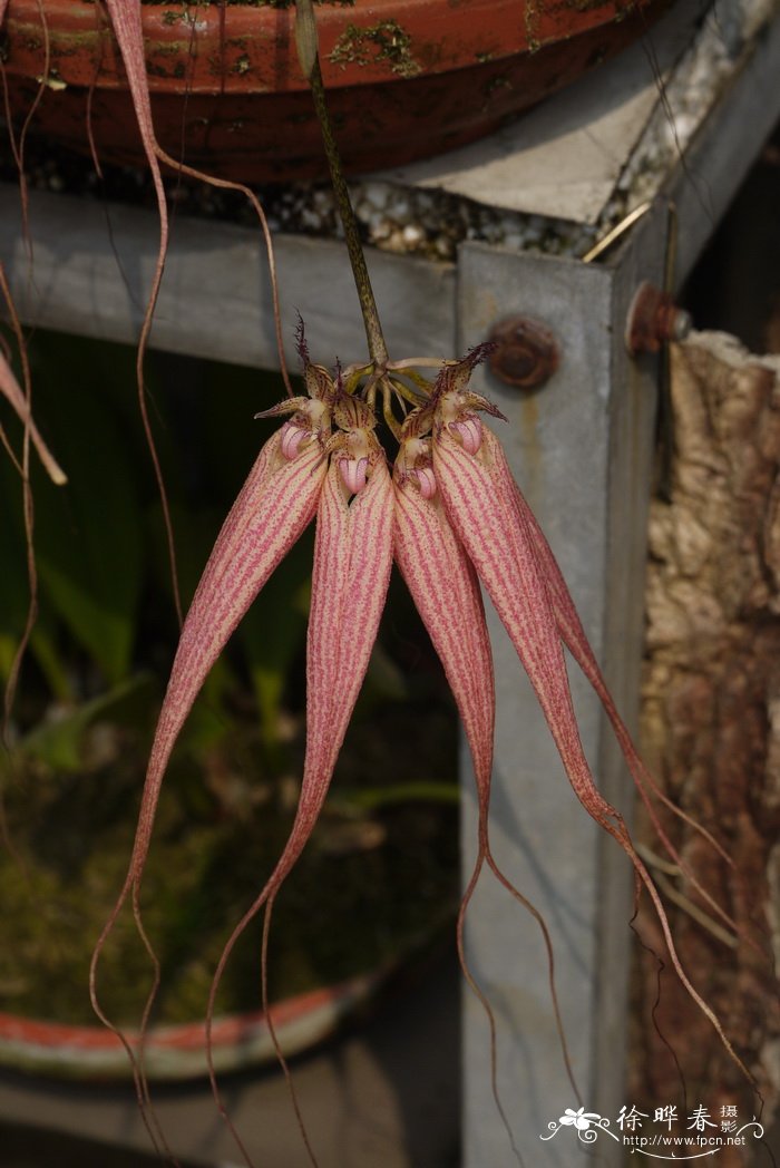 伊丽莎白石豆兰Bulbophyllum Elizabeth Ann