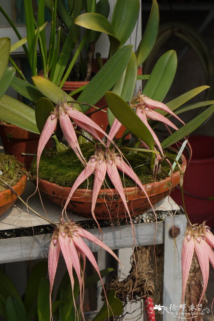 伊丽莎白石豆兰Bulbophyllum Elizabeth Ann