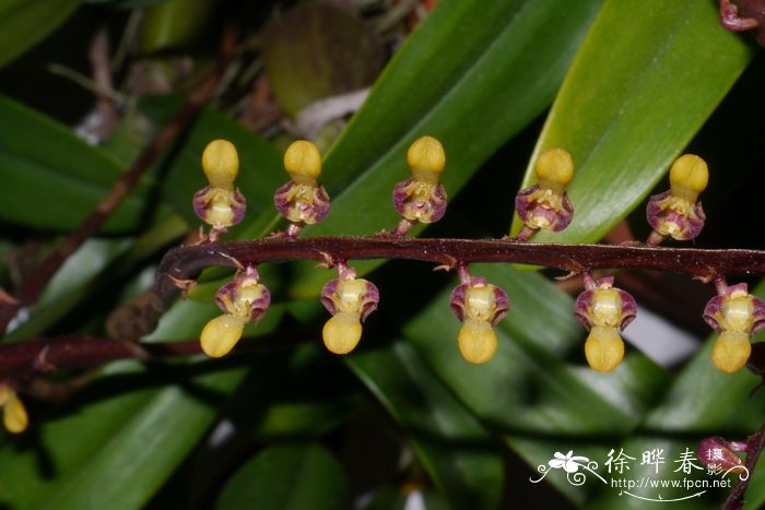 小响尾蛇石豆兰Bulbophyllum falcatum