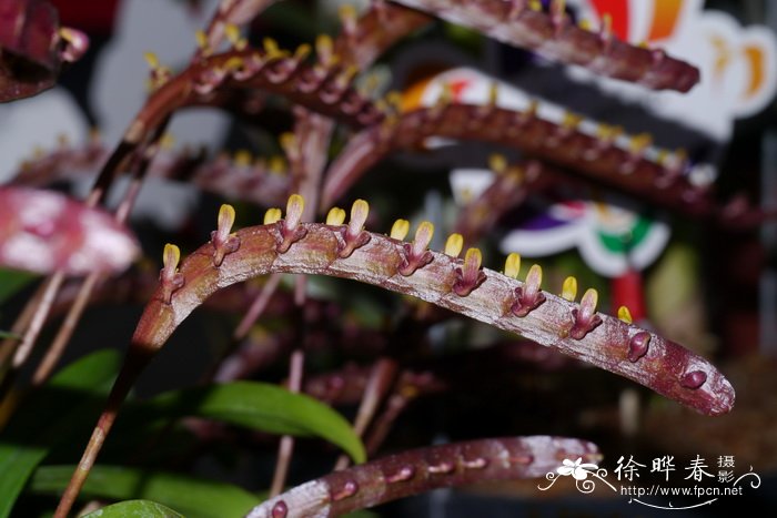 小响尾蛇石豆兰Bulbophyllum falcatum