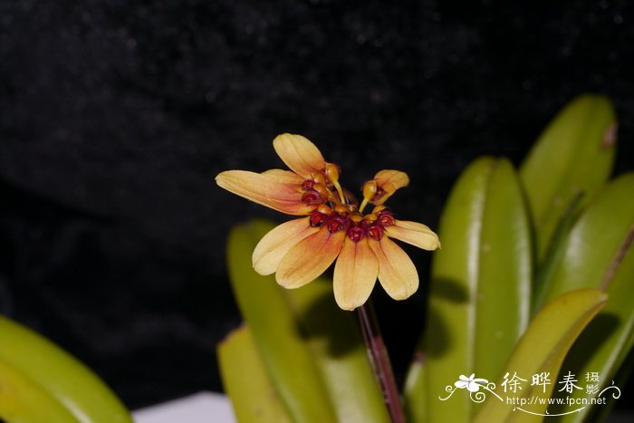 美丽石豆兰Bulbophyllum lepidum