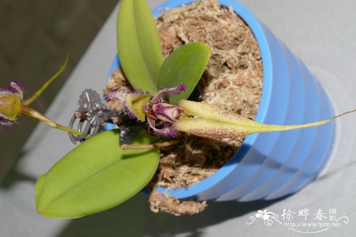 艳丽石豆兰Bulbophyllum fascinator