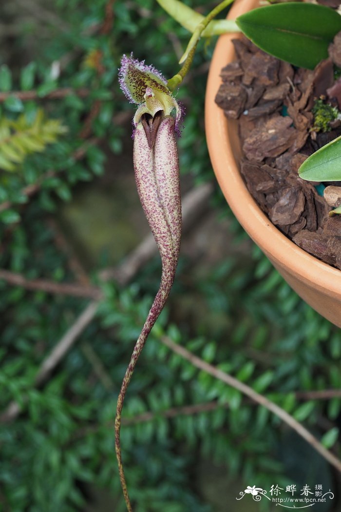 艳丽石豆兰Bulbophyllum fascinator