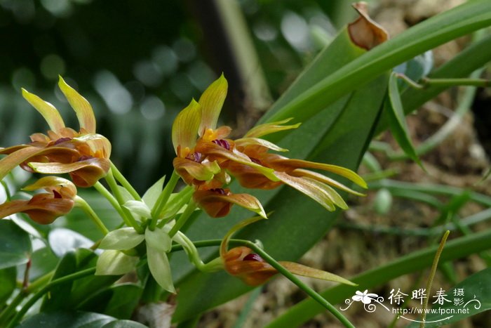 香蕉石豆兰Bulbophyllum graveolens
