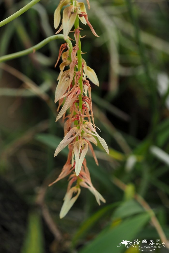 白花卷瓣兰Bulbophyllum khaoyaiense