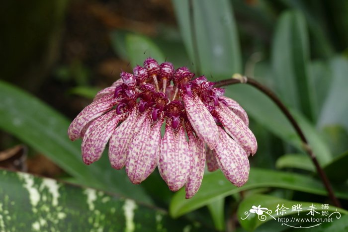 长花石豆兰Bulbophyllum longiflorum