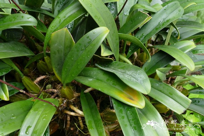 长花石豆兰Bulbophyllum longiflorum