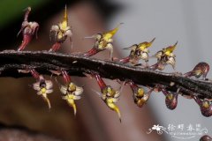 中响尾蛇豆兰Bulbophyllum maximum
