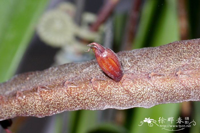 中响尾蛇豆兰Bulbophyllum maximum