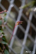 扁茎石豆兰Bulbophyllum planibulbe