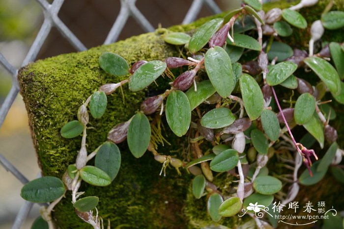 扁茎石豆兰Bulbophyllum planibulbe