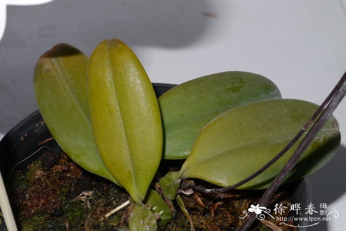 红辣椒石豆兰Bulbophyllum plumatum