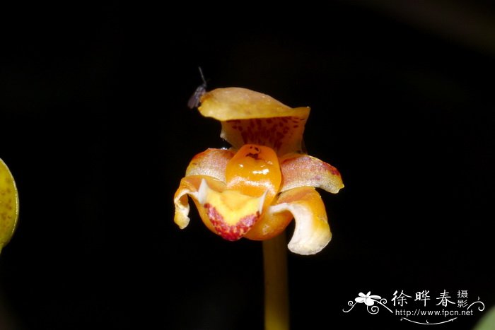 曲萼石豆兰Bulbophyllum pteroglossum