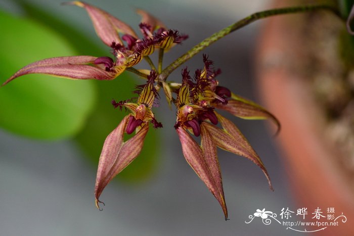 美花卷瓣兰Bulbophyllum rothschildianum