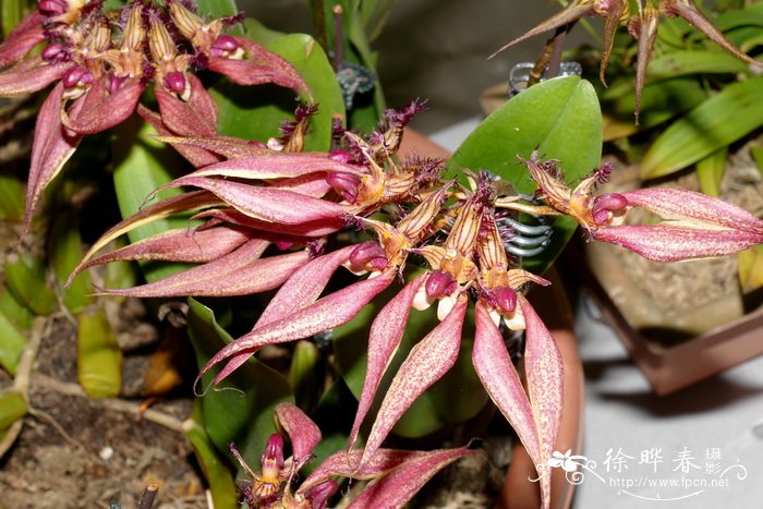 美花卷瓣兰Bulbophyllum rothschildianum