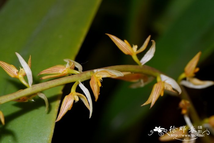 窄苞石豆兰Bulbophyllum rufinum