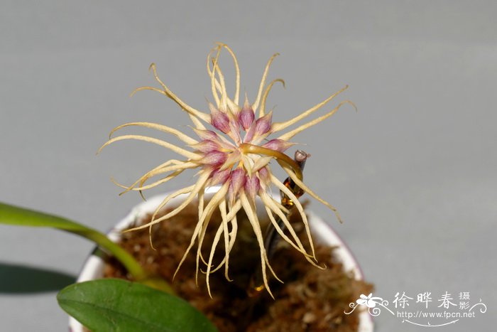 鞘石豆兰Bulbophyllum vaginatum