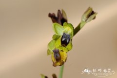 黄唇蜂兰Ophrys lutea