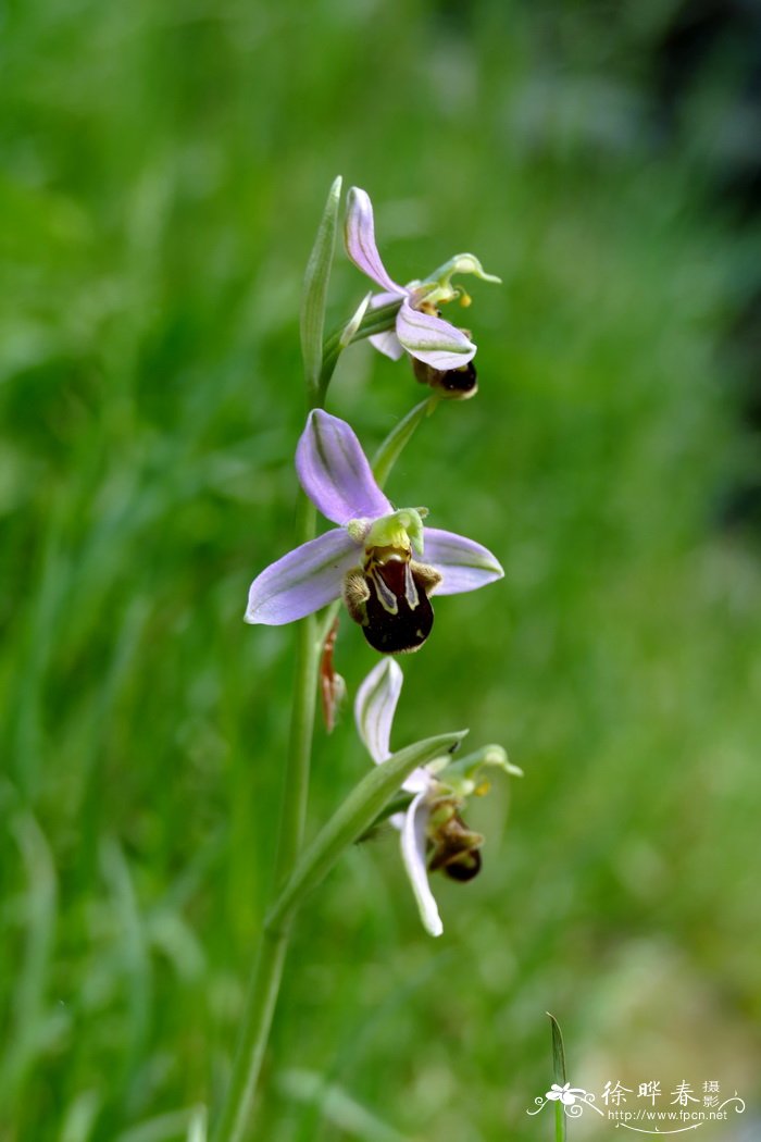 蜂兰 Ophrys apifera