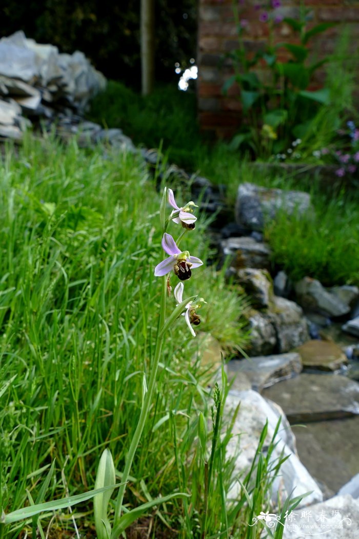 蜂兰 Ophrys apifera