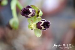 Ophrys omegaifera subsp. dyris