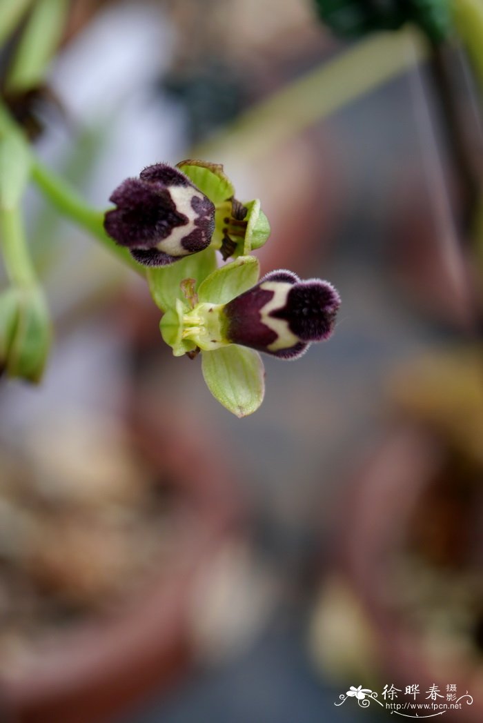Ophrys omegaifera subsp. dyris
