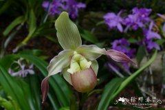 薹叶美洲兜兰Phragmipedium caricinum