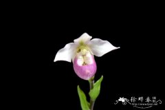 南美兜兰Phragmipedium schimlii