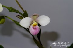 哥伦比亚芦唇兰Phragmipedium schlimii
