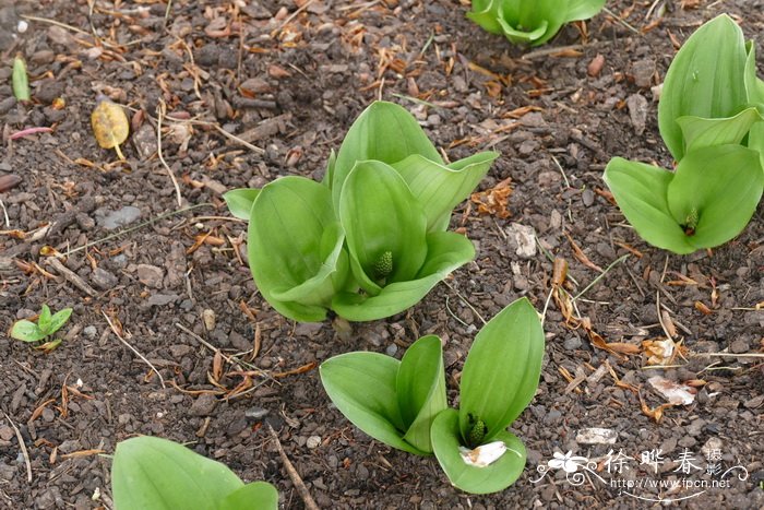 欧洲对叶兰Neottia ovata