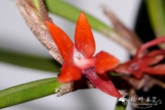 红花牛角兰 Ceratostylis retisquama