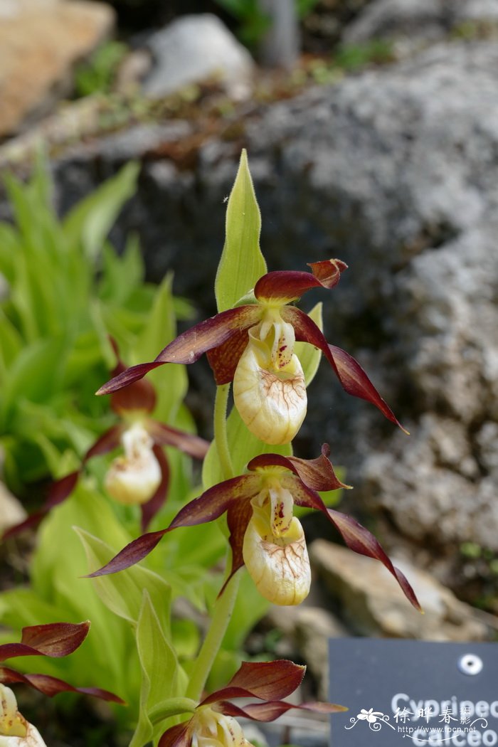 杓兰Cypripedium calceolus