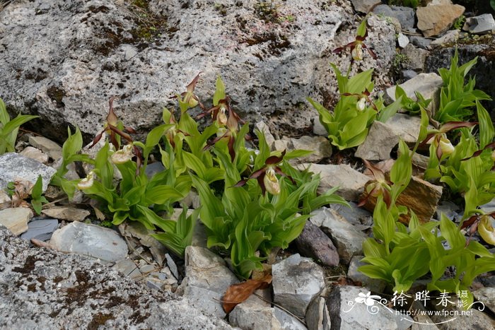 杓兰Cypripedium calceolus