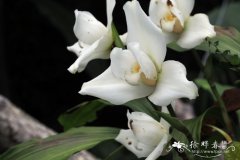 白花金纳捧心兰Lycaste skinneri var. alba