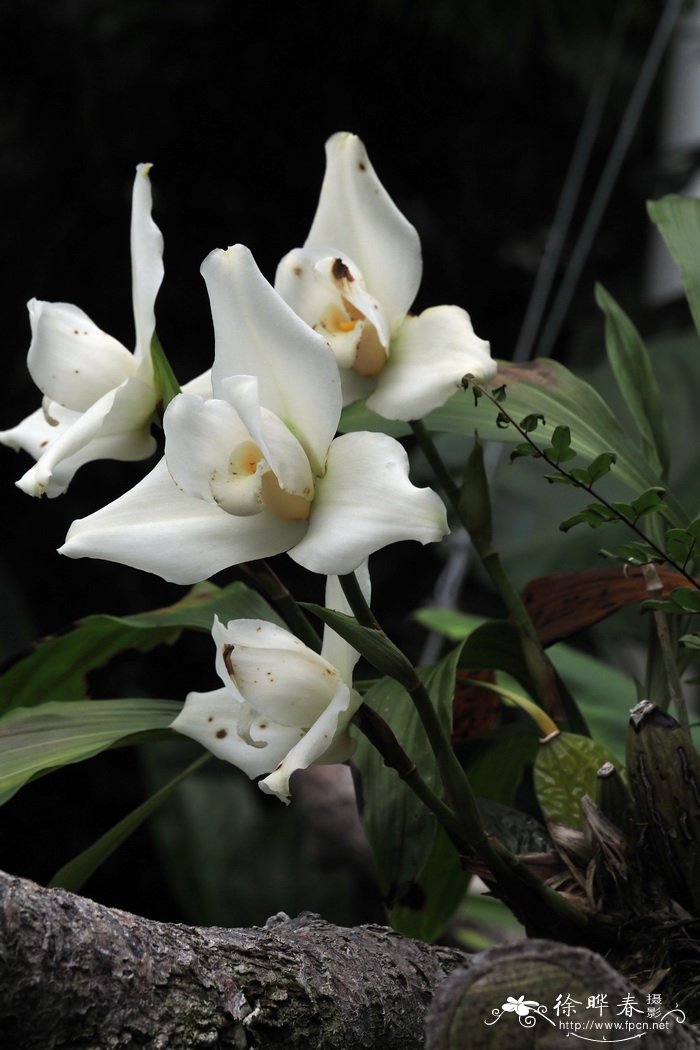 白花金纳捧心兰Lycaste skinneri var. alba