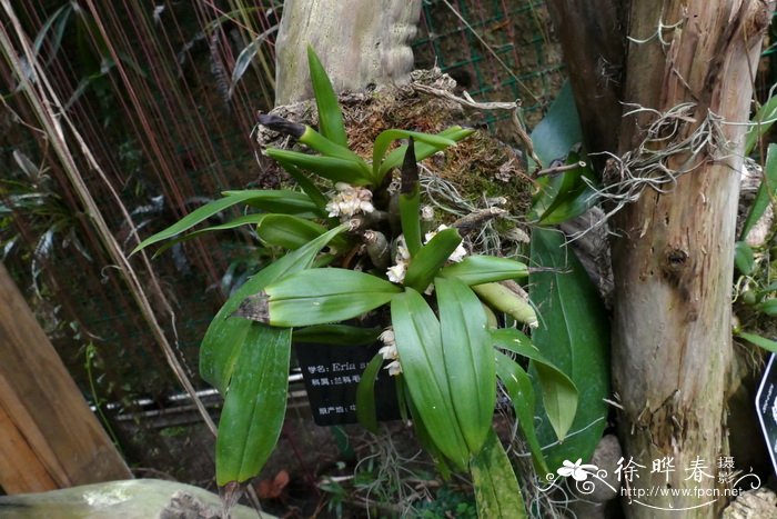 密花苹兰Pinalia spicata