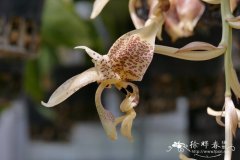 烈味奇唇兰Stanhopea graveolens