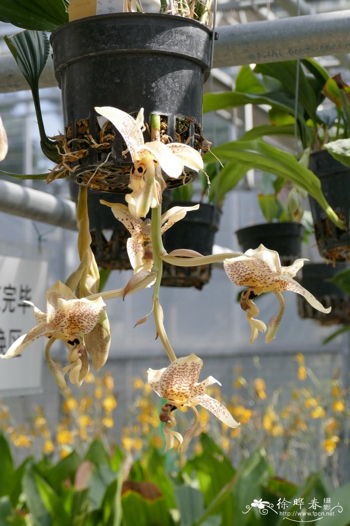 烈味奇唇兰Stanhopea graveolens