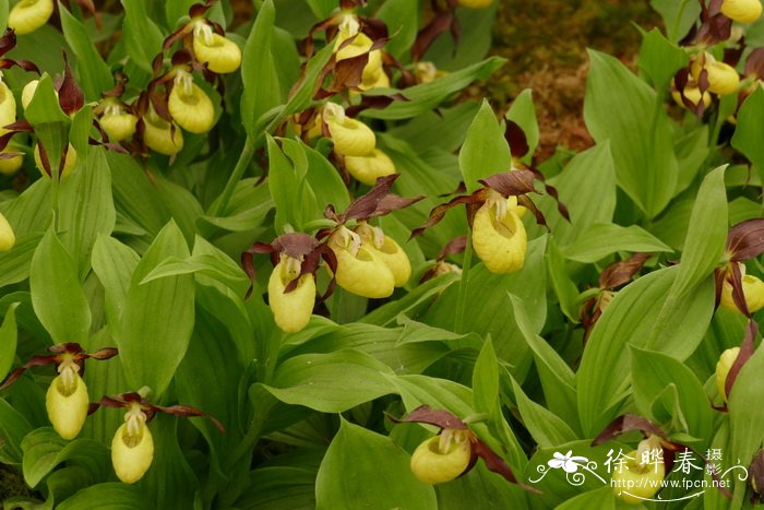 杓兰Cypripedium calceolus