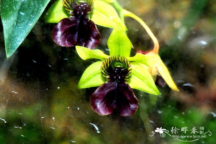 旋瓣石斛Dendrobium convolutum