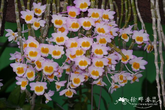 玫瑰石斛Dendrobium crepidatum