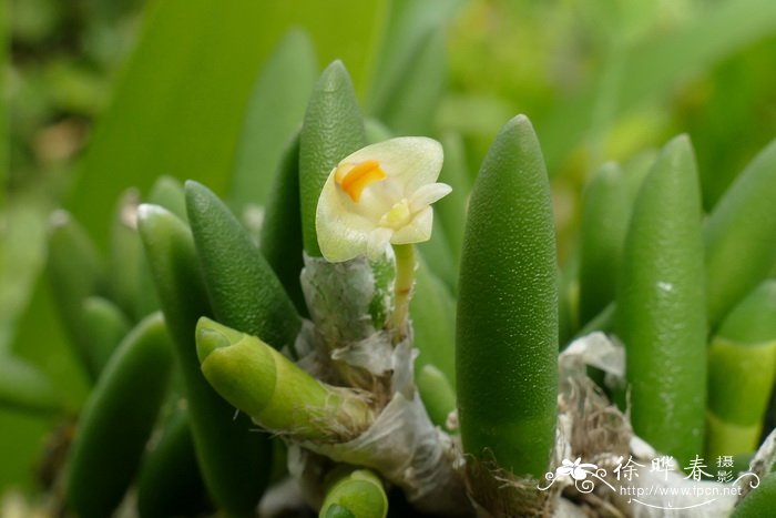 癣状石斛Dendrobium lichenastrum